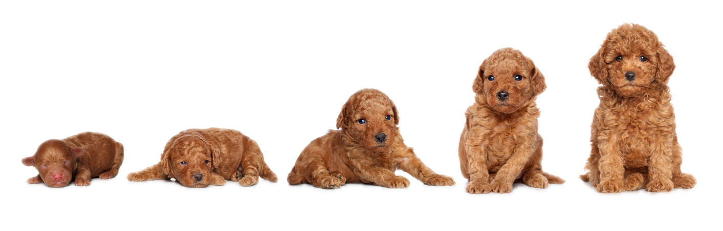 peluquería canina