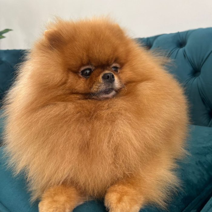 The Grooming Business: Pomeranias